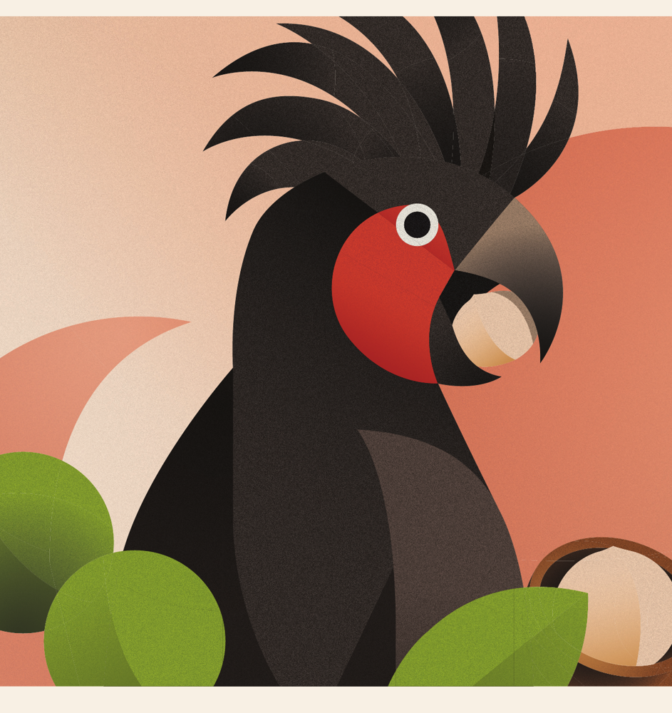 Illustration of a Palm Cockatoo with macadamia nuts